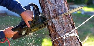 Best Tree and Shrub Care  in Mansfield Center, CT