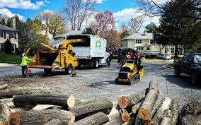 Best Tree Trimming and Pruning  in Mansfield Center, CT