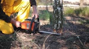 Best Stump Grinding and Removal  in Mansfield Center, CT