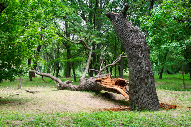 Best Utility Line Clearance  in Mansfield Center, CT