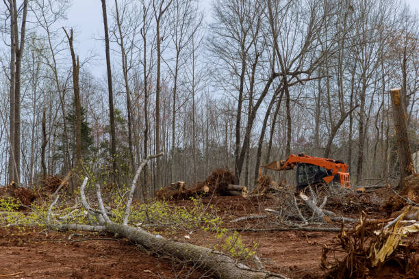 Best Tree Risk Assessment  in Mansfield Center, CT