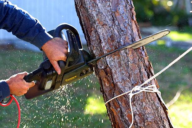 Best Tree Preservation Services  in Mansfield Center, CT