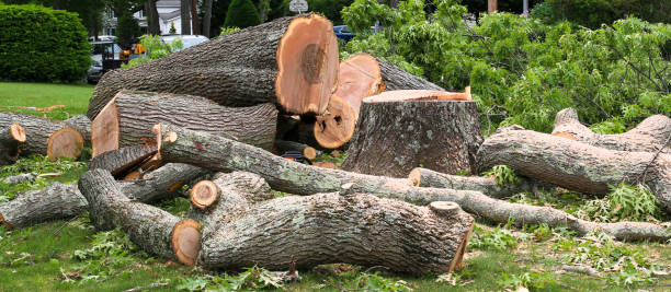 Best Tree Maintenance Programs  in Mansfield Center, CT