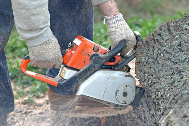 Best Tree Removal  in Mansfield Center, CT