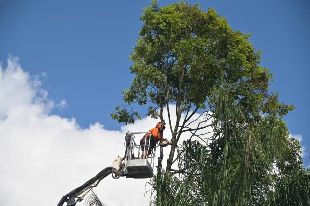 Best Tree Disease Treatment  in Mansfield Center, CT