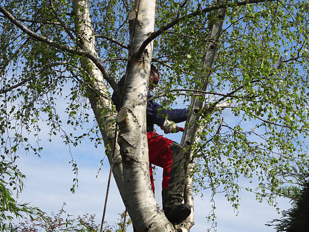 Best Storm Damage Tree Cleanup  in Mansfield Center, CT