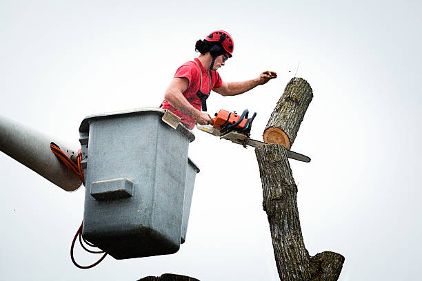 Best Tree Mulching  in Mansfield Center, CT