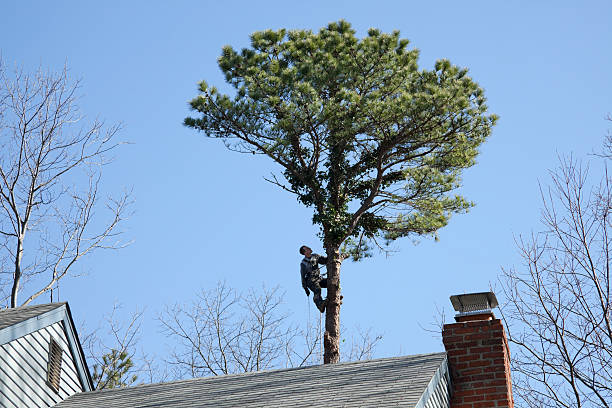 Best Leaf Removal  in Mansfield Center, CT