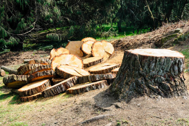 How Our Tree Care Process Works  in  Mansfield Center, CT